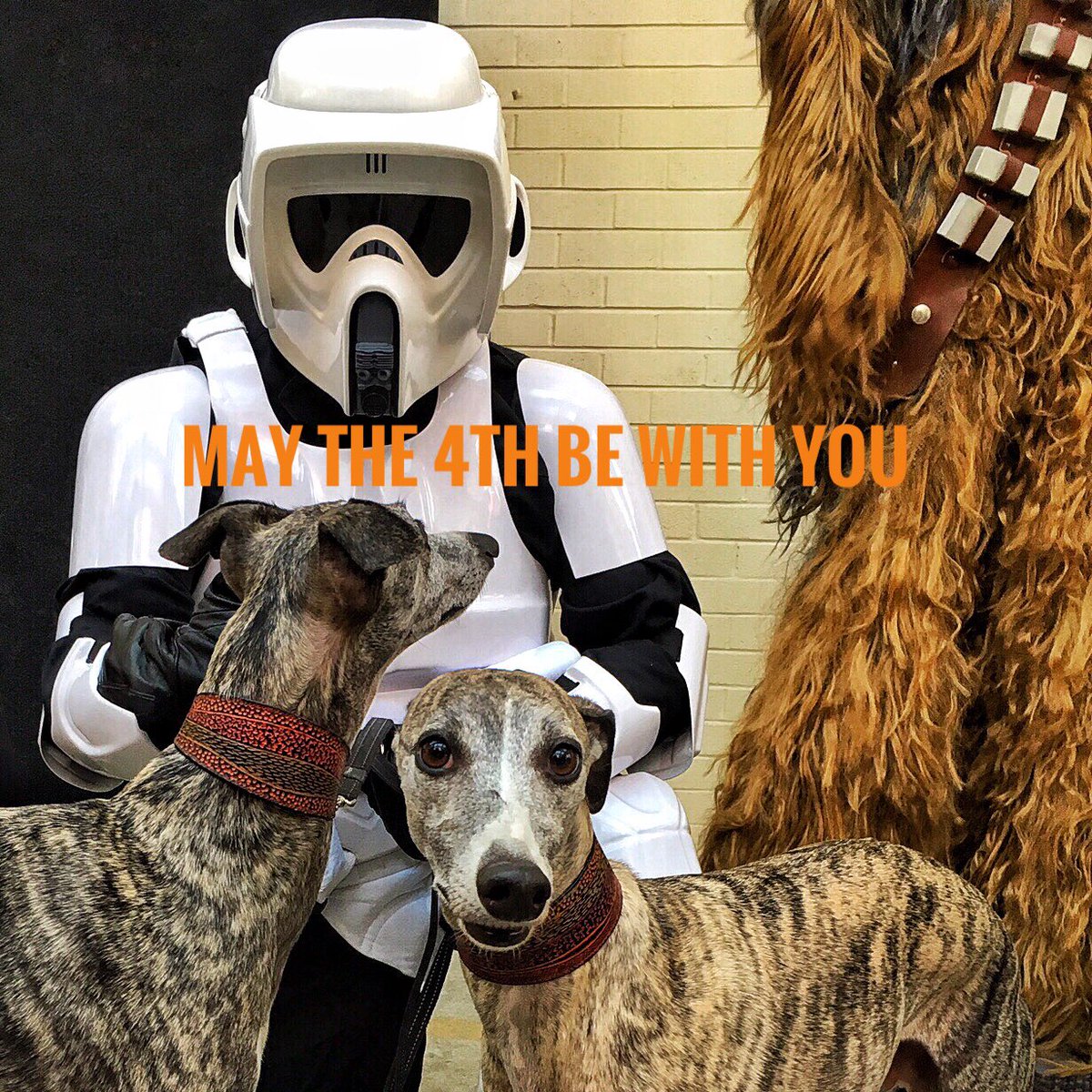 rogthewolfhound's tweet photo. https://t.co/IHXJYl7kpe