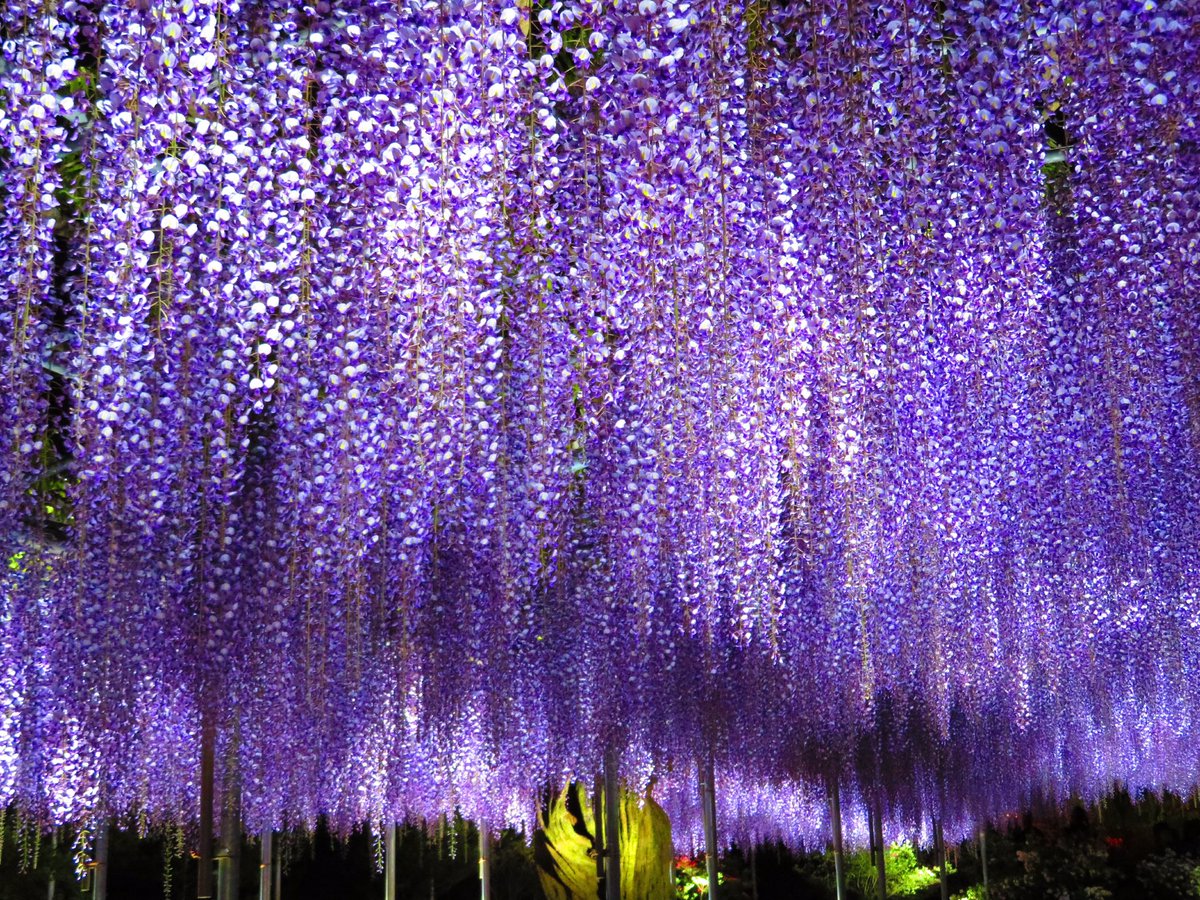 tweet 荘厳な光景にウットリ…まだ間に合う関東の『藤の花』オススメ4選 NAVER まとめ tweet 荘厳な光景にウットリ…まだ間に合う関東の『藤の花』オススメ4選 NAVER まとめ