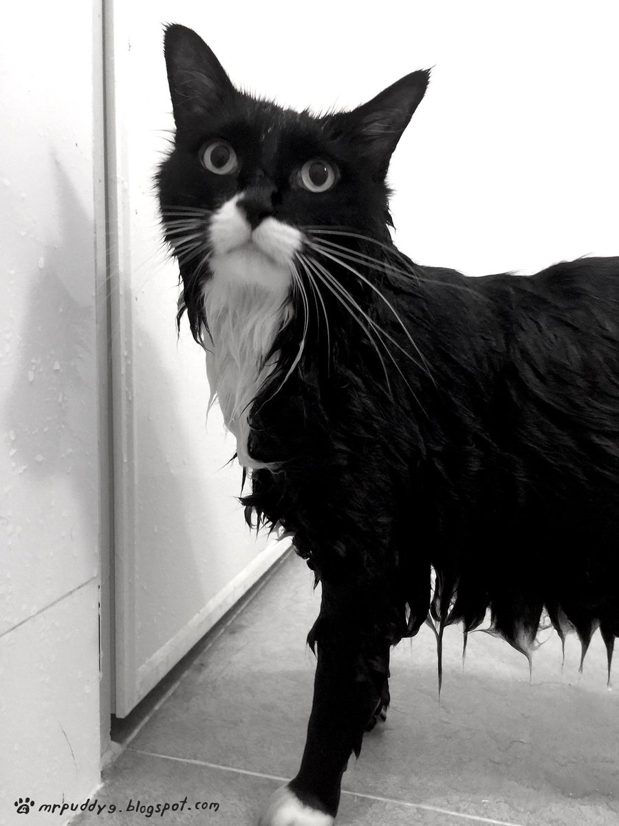 MrPuddy9's tweet photo. Everyone to wash =^x^=
https://t.co/CuTme0xFoL
#Hotday #Cat #Cats #CatHaveBath #MrPuddy #tuxedocat https://t.co/EICsda9ZtT