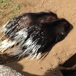 ヤマアラシのジレンマの真実!？「ラブラブしてんじゃん」