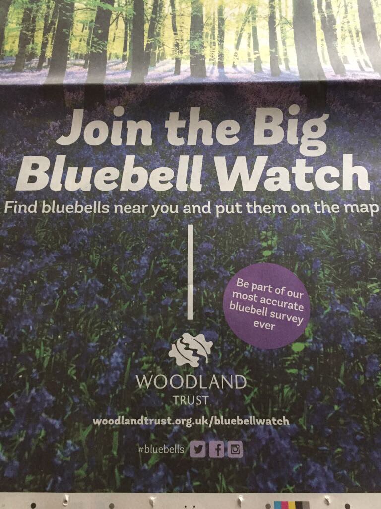 SuziLDavis's tweet image. To my fellow walkers and dog walkers - join the #bluebell watch @WoodlandTrust @SuziLDavis