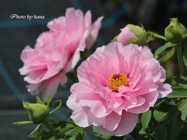 花 詩音 豪華な牡丹の花 美しいです この花が終わるころ芍薬が咲きだします 牡丹は樹木 芍薬は草 咲く姿も葉の形もまったく 違います 素敵だわ O O ゚ ゚ 立てば芍薬 座れば牡丹 歩く姿は百合の花 花 牡丹 T Co 花 詩音 豪華な牡丹の花 美しいです この花が終わるころ芍薬が咲きだします 牡丹は樹木 芍薬は草 咲く姿も葉の形もまったく 違います 素敵だわ O O ゚ ゚ 立てば芍薬 座れば牡丹 歩く姿は百合の花 花 牡丹 T Co