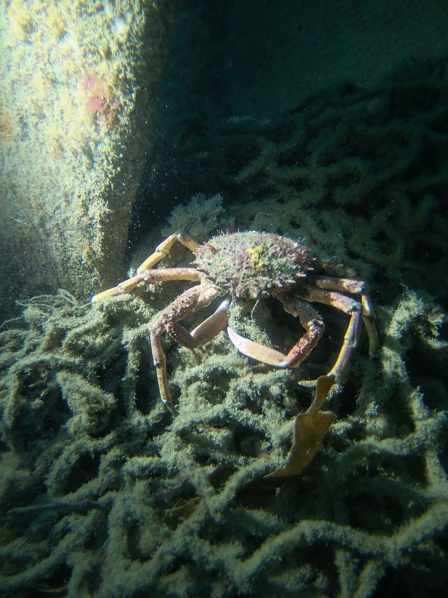 JustRustScuba's tweet image. #DiveReport from @Cornish_Diving of #Falmouth upon wreck of #Epsilon poobah.uk/2pHCVEG #UKDiving #WreckDiving