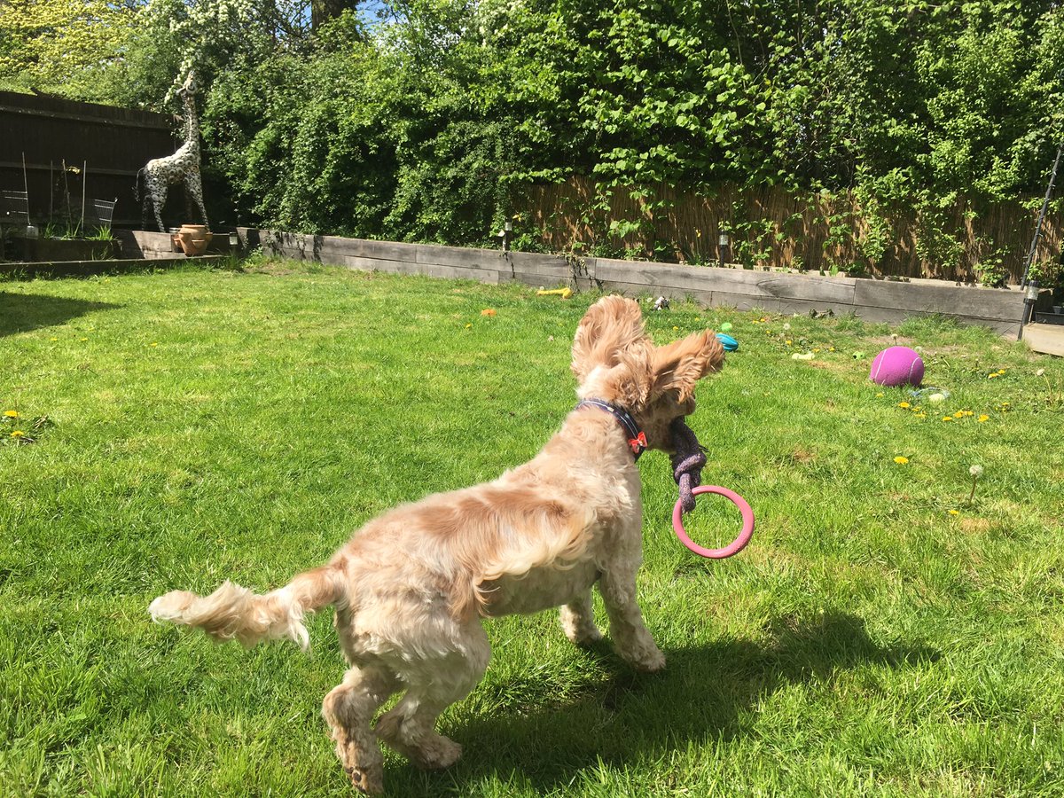 Orange_Roan1's tweet image. Parachute ears helping my of course lady like landing 😂. #SpanielProblems