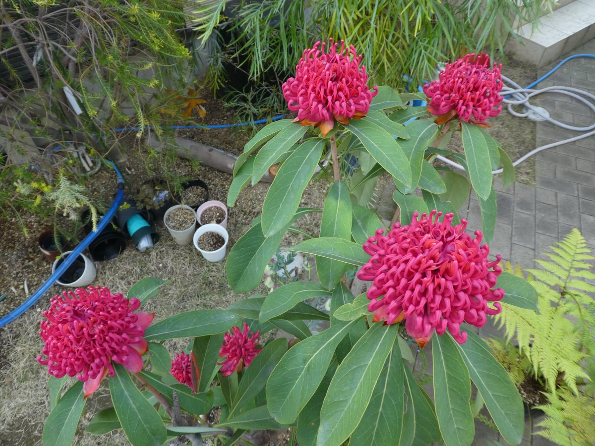 大阪でひっそり暮らすバニヤップ もう学会はいい Nswの州花 ワラタ テロペア Telopea が満開です 二つの株で花が咲きました 育てるのが難しい植物で うまく育っているのは偶然です 去年は 地植えの物が半分枯れました 混植には弱いので 周囲の