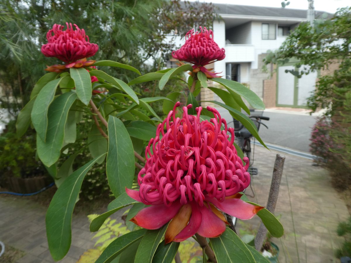 大阪でひっそり暮らすバニヤップ もう学会はいい Nswの州花 ワラタ テロペア Telopea が満開です 二つの株で花が咲きました 育てるのが難しい植物で うまく育っているのは偶然です 去年は 地植えの物が半分枯れました 混植には弱いので 周囲の