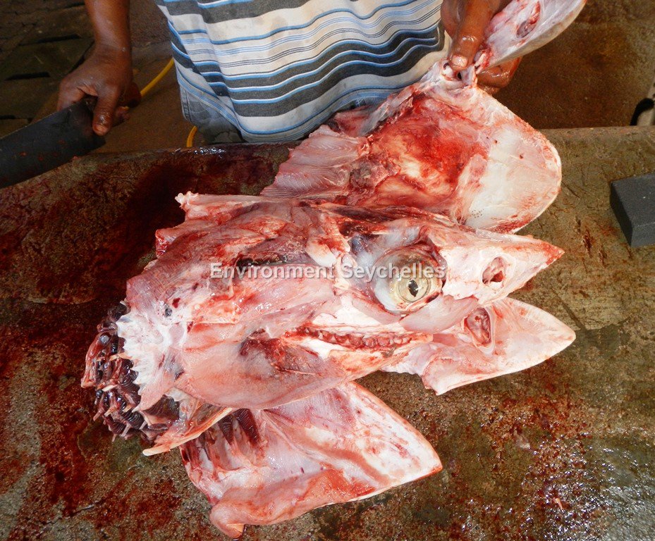 Seychellesharks's tweet photo. Removing the skin, for salting, from the head of a Grey reef shark Victoria, Seychelles (20/04/17) #Fulluse @AlecBMMoore https://t.co/NUwheLznyD