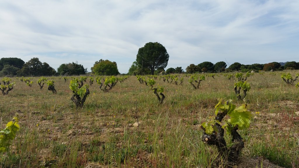Visitando las viñas @LasMoradasdeSM una bodega de @VinosdeMadridDO situada en la vertiente madrileña de la Sierra de Gredos #madTBEnoturismo