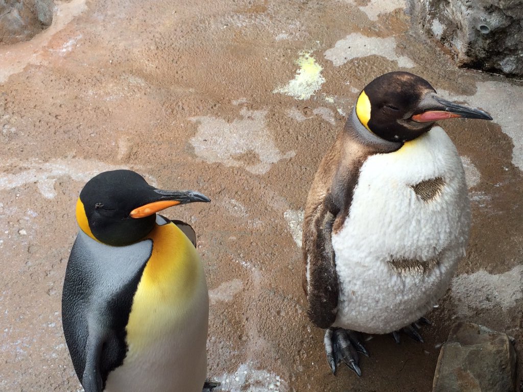 うらやま 東武動物公園には オウサマペンギンちゃんもいたよ 近ーい けものフレンズ