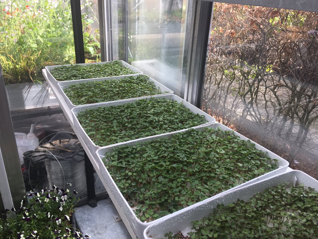 De #moestuin actie van <a href="/albertheijn/">Albert Heijn</a> is voorbij. In <a href="/dekruidfabriek/">De Kruidfabriek</a> gaan we gewoon door.
Proef ze in ons restaurant