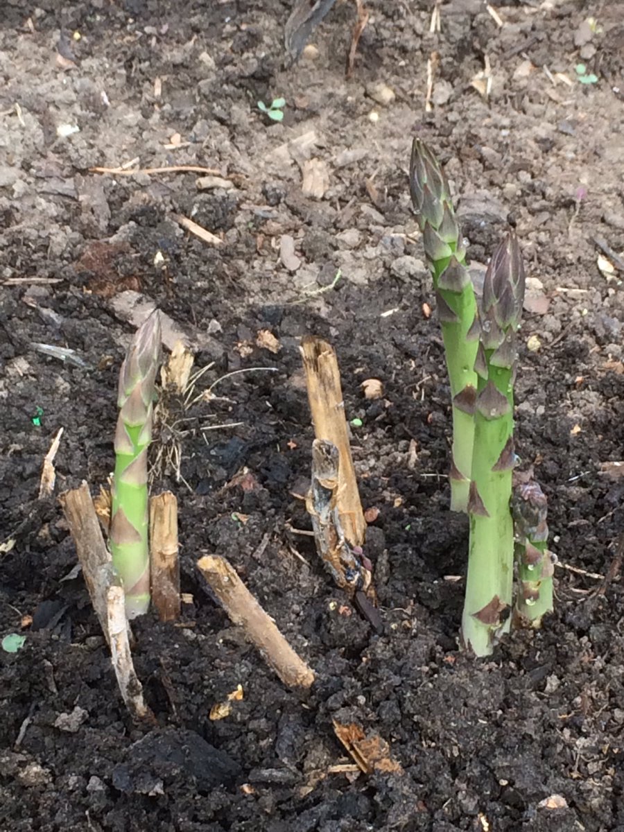 Asparagus. Perennial bed. #gardenmagic #growyourown