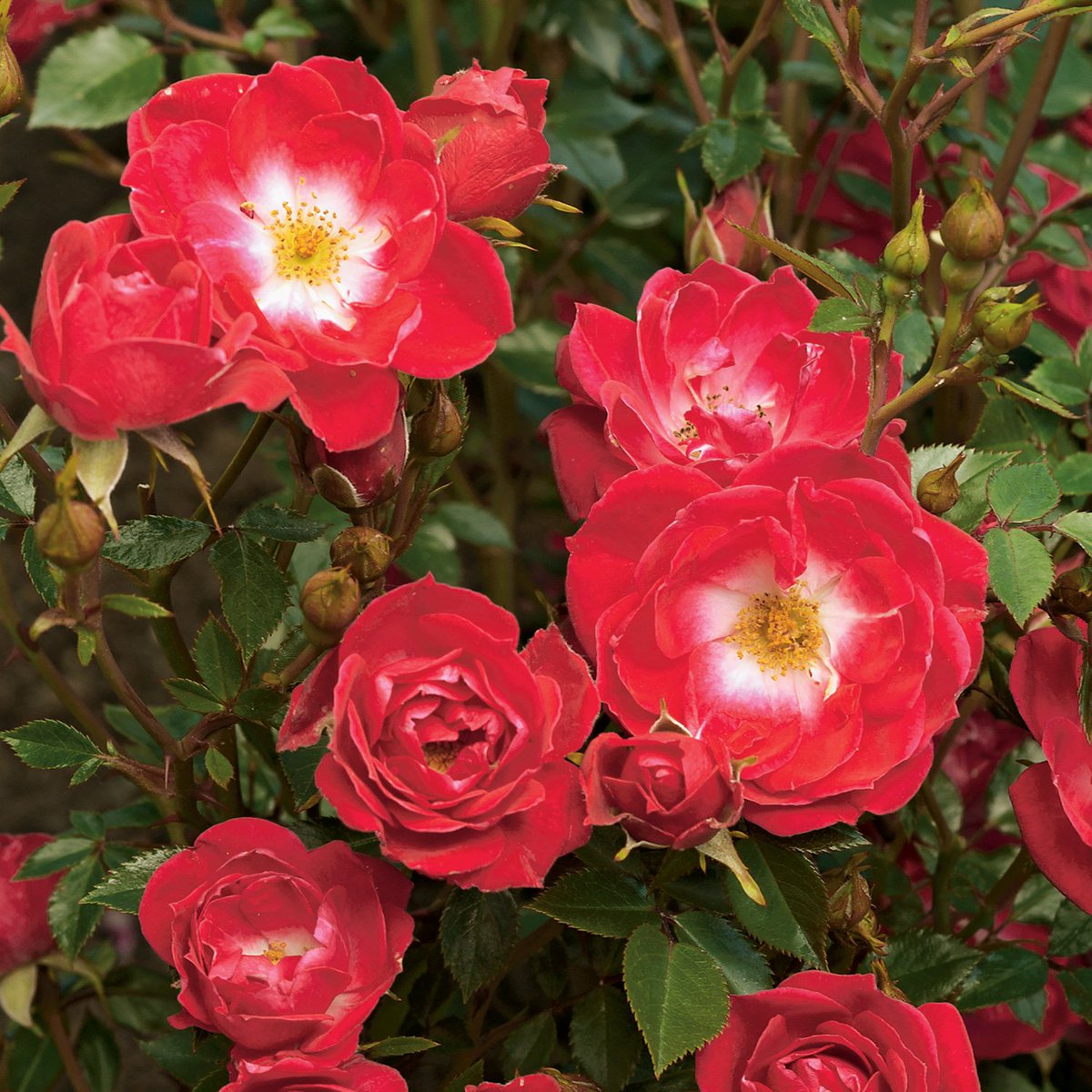 OutdoorRoses's tweet photo. Vanaf nu zijn de rambers in 5 liter beschikbaar. Ramblers zijn zeer snel groeiende klimrozen, die wel tot 3,5 meter hoog worden. #roses https://t.co/zwFqWvsJ22