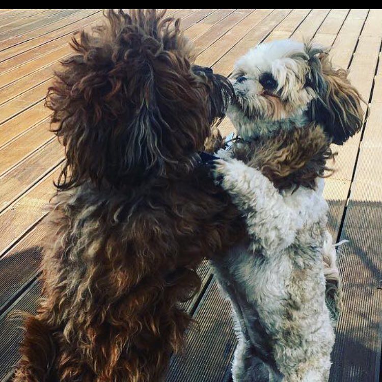 Brotherly love #shitsu#love my life