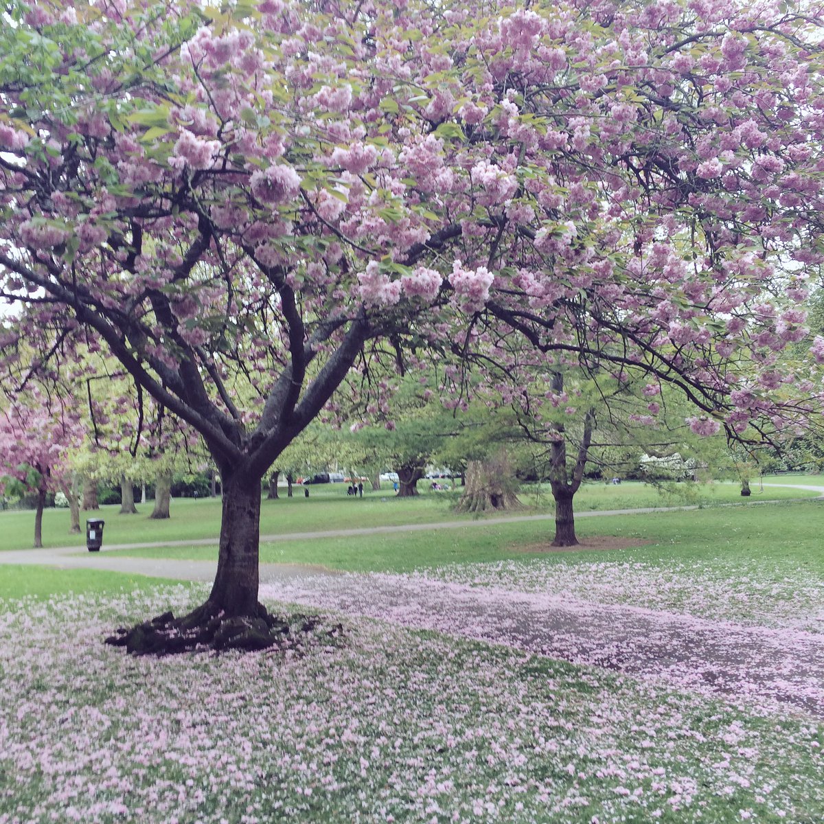 Loving the blossom in #henriettapark - makes for the prettiest Saturday strolling 👌 #prettyinpink #beautifulbath #visitbath