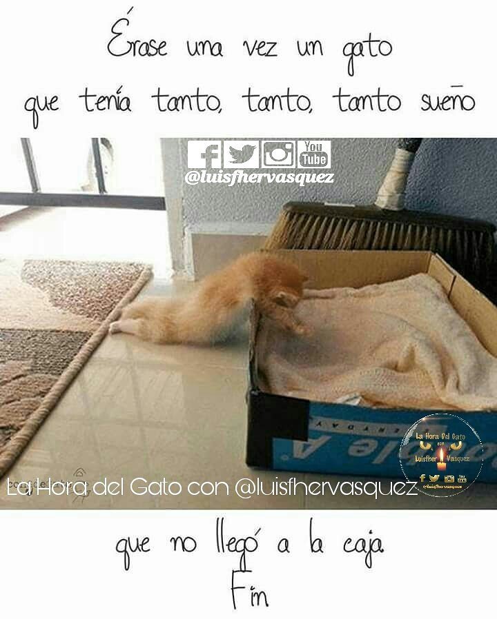 programalanoche's tweet photo. "Escase una vez..."
#Happy #WeekEnd #LaHoraDelGato #radioshows #4f4f #siguemeytesigo #felizdia #Pap260 #life #loveforthecats #thecats #cat https://t.co/dPTzF8Zt75