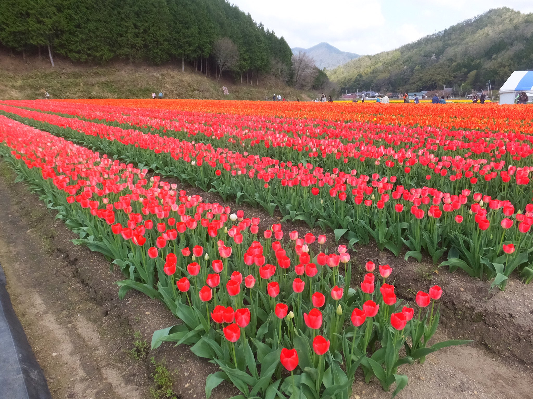 ブリオッシュ Spv7nooqifjpexg Twitter