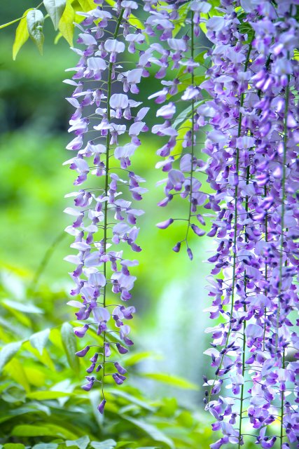 英語で日本文化 藤の花 Japanese Wisteria ｼﾞｬﾊﾟﾆｰｽﾞ ｳｨｽﾃﾘｱ 5月の華かんざし 白や薄紫の 藤の花が 舞妓さんの髪の横でゆれる 日本文化 英語 京都