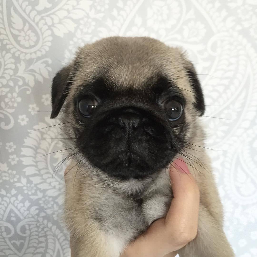 PugDailyClub's tweet image. I would hug it to death!💖

All credit goes to the owners 💝 Tag if you know them 💝

#pugdaily #pugs #pug #cute #puglover
