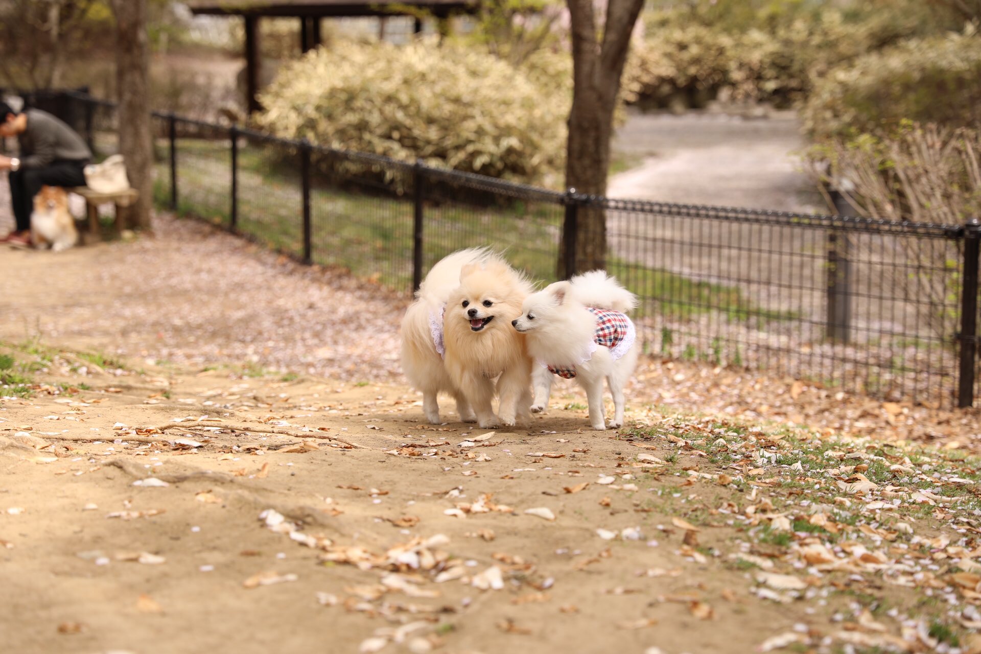 小布施総合公園 Twitter Search Twitter