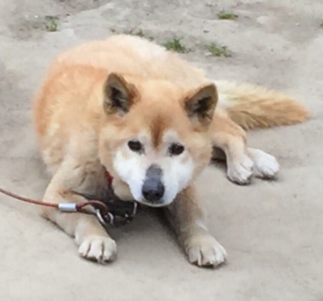 Keiko En Twitter Rt Hoosiers T 拡散希望 新潟市 西蒲区 失踪 老犬 茶色い柴犬 赤い首輪 オレンジ色のワイヤーロープ 青白ストライプ虫除け首輪 目撃周辺ポスター ポスティングしています 今 一度御近所さんに最近老犬を飼われてる方いませんか 情報をお