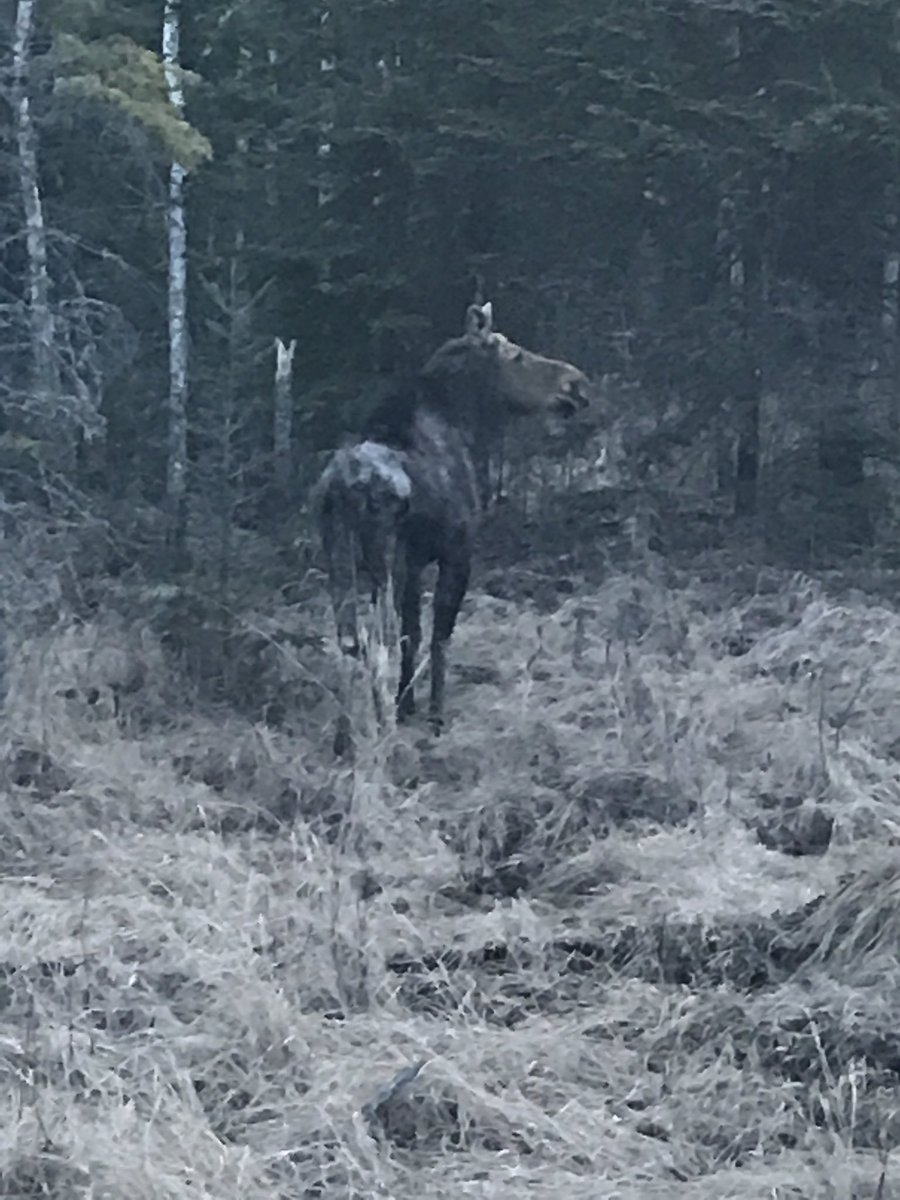 jwardner's tweet image. I enjoy driving 205 to Dryden,ON. Always something to see and always worth the trip!