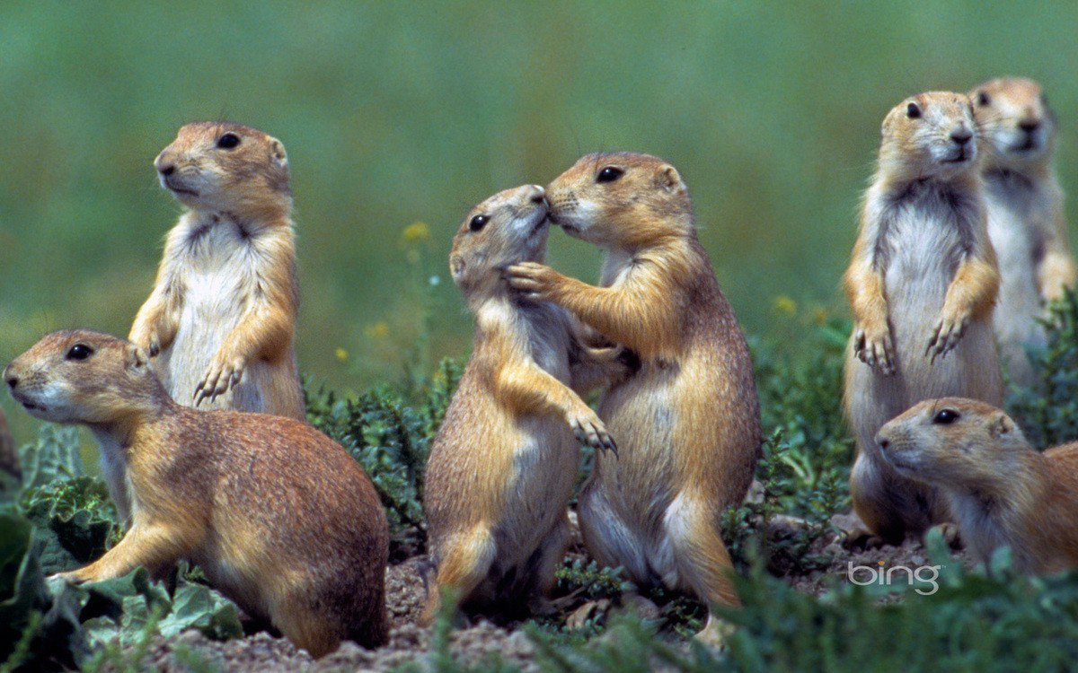 Can You Shoot Prairie Dogs In Montana