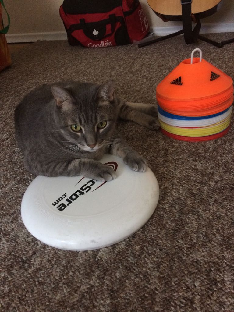 Callahan is ready to callahan* someone today.  (*and by that we mean cuddle affectionately for exactly 1 minute then bite a face off.)