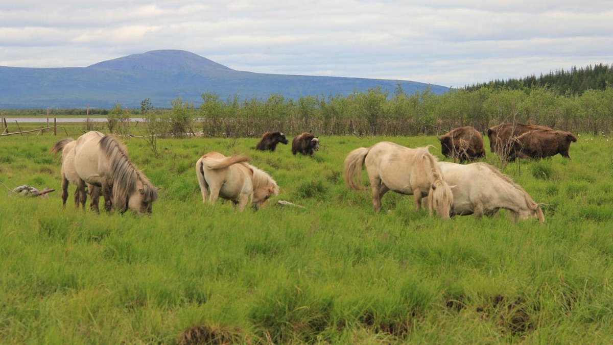 MaxUrban_EES28's tweet photo. "Pleistocene Parks" are undergoing #rewilding in order to give visitors a glimpse of life before humans. #ees028 #iceage https://t.co/mVmaQrlIPk