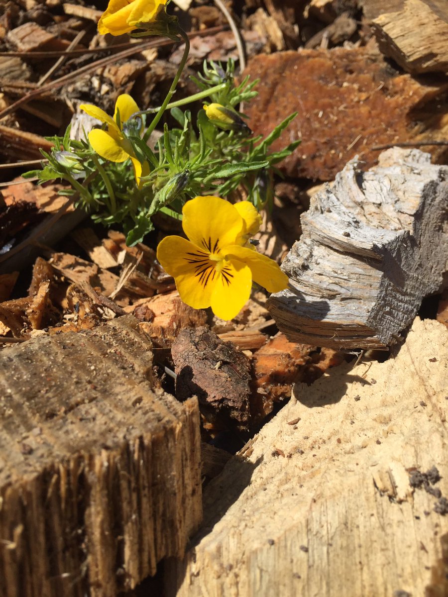 CSCLifestyles's tweet image. #EarthDay #landscaping #TheBigEvent #CSCBigEvent #TBE