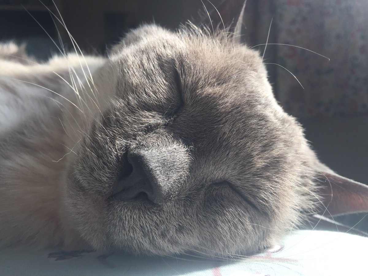 zandertehcat's tweet photo. ☀️☀️☀️ #caturday #SunShinesHere https://t.co/WIhHktbVHH