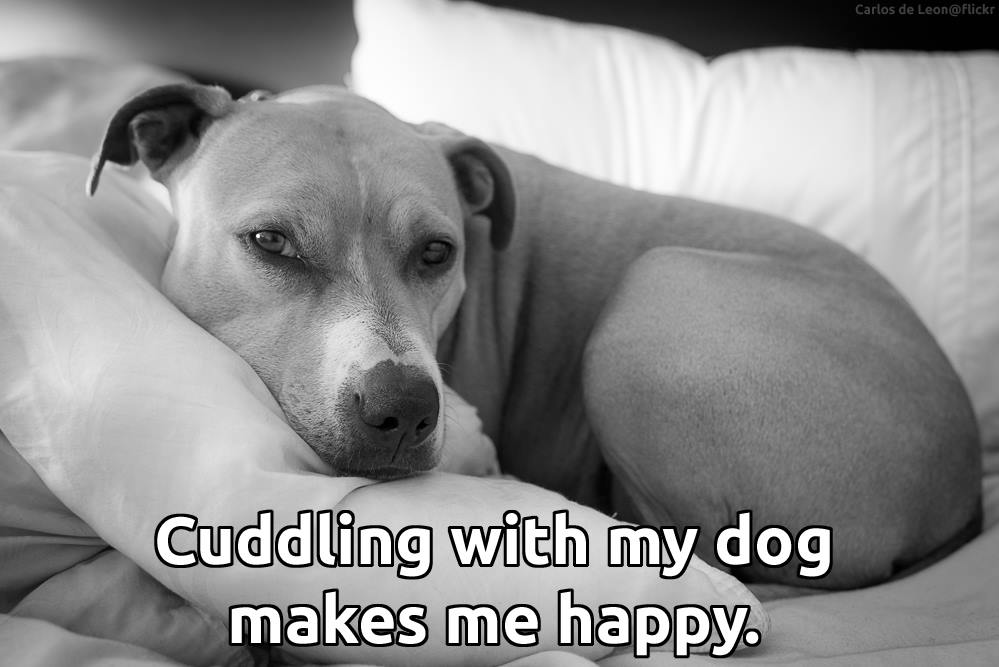 andersonspets's tweet image. There is nothing quite like a lazy weekend with your pets.