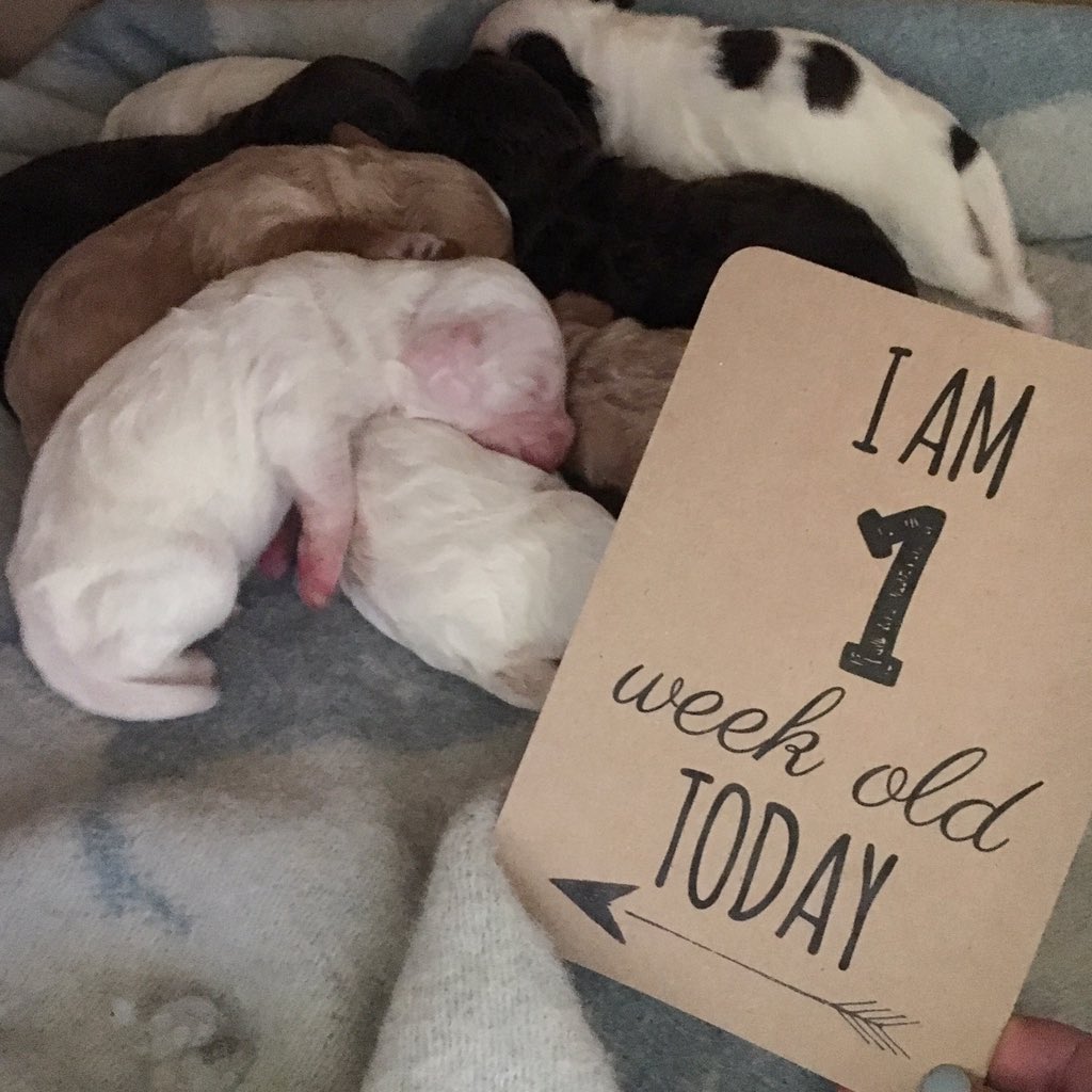 Outside of shop life we have 8 beautiful #Cockerpoos for sale! 1 week old today! If you'd like to give one a loving home, get in touch.