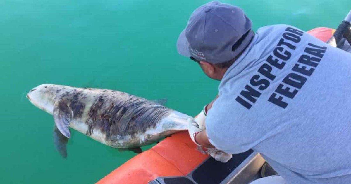Quad_Finn's tweet photo. BREAKING: Another Critically Endangered Vaquita Porpoise has been found dead. Necropsy pending, but body shows signs of gillnet entanglement https://t.co/ZlFtBpl6MV