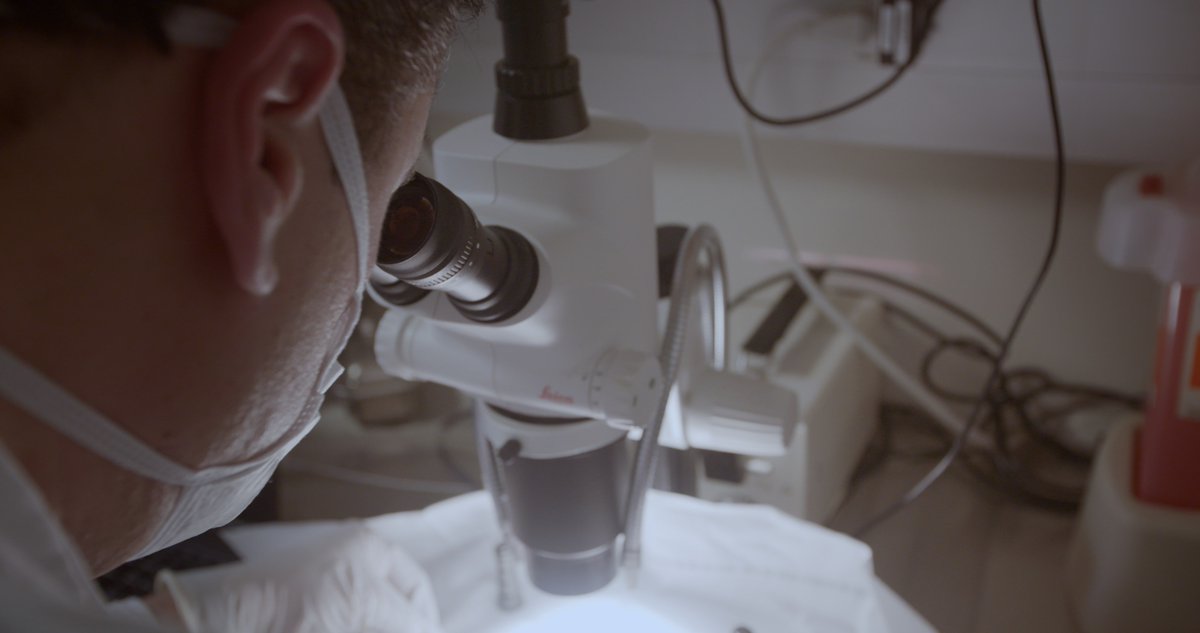 Discover the fascinating science behind transplant medicine - Subscribe to THE TRANSPLANT PROJECT YOUTUBE CHANNEL  ow.ly/6USX30aRUXc