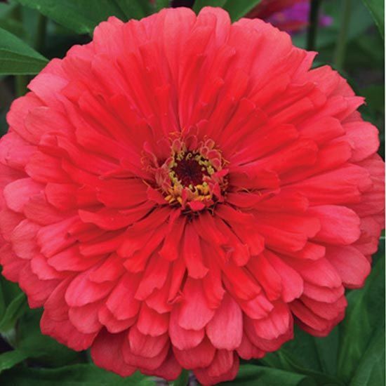 Flowers That Attract Bees to Your Vegetable Garden #savethebees