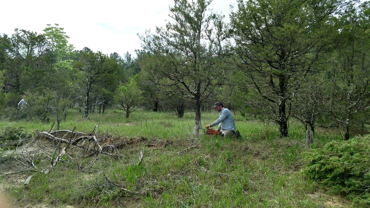 ScienceCedes's tweet image. Happy #EarthDay! We restored a native prairie today &amp;amp; I couldn't be happier about it🤗Thank you all for coming out! #ConserVANtion #community
