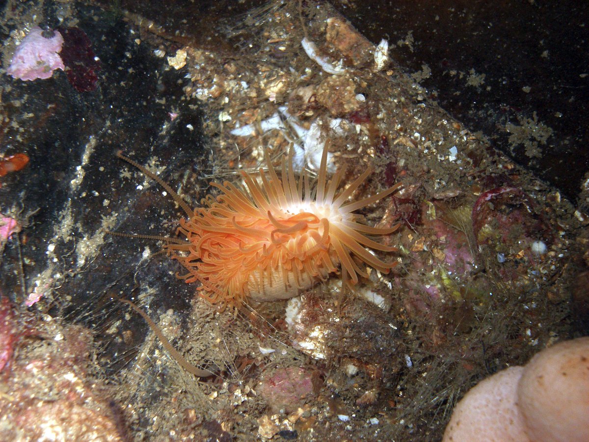 TheIncominTides's tweet photo. Shellfish reefs are “one of, if not the most imperilled marine habitats on earth” https://t.co/JPWz5IYdWT important fish&amp;shell fish nursery https://t.co/M7ykeiiAeR