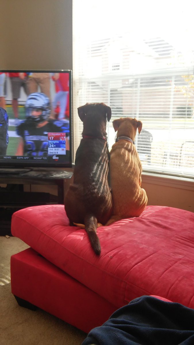 MagsandBails's tweet photo. Best buds https://t.co/pxS77MRhm9