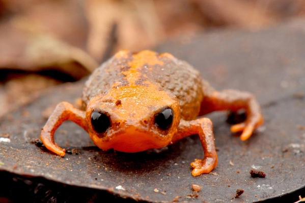 Strange_Animals's tweet photo. New species of toad (Brachycephalus quiriri) measuring just over 1cm discovered in southern Brazil. Isn't it cute? https://t.co/CgfXyXmvpW
