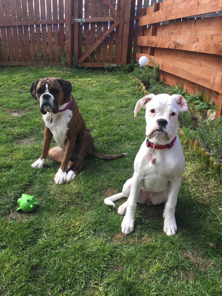 StormTheBoxer's tweet image. A day in the garden today with @PepperPottsPup while @tayldo built the new garden furniture. 🌞😎