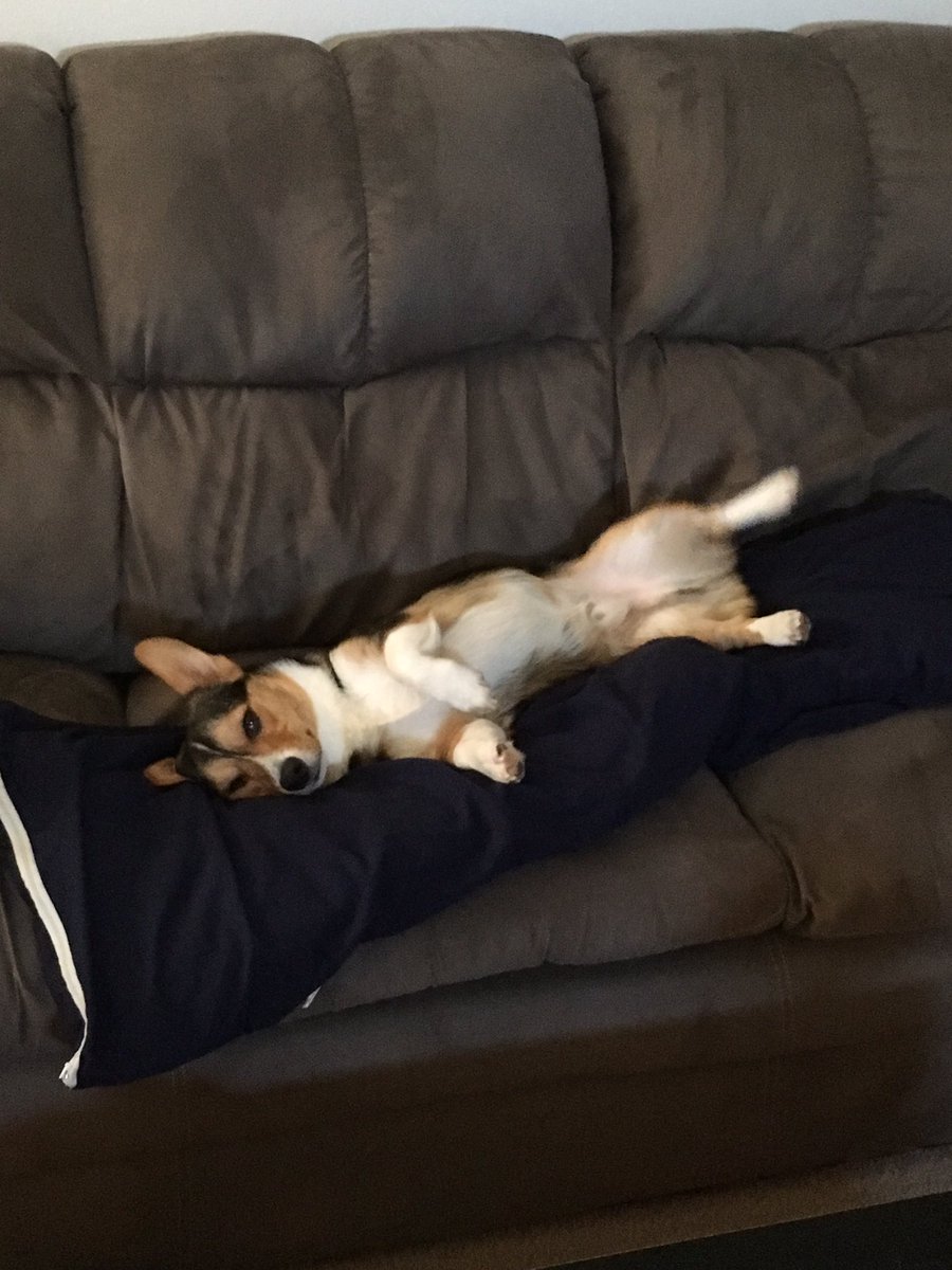 RutledgeCoach's tweet image. Guess I won&apos;t be using my pillow after all. Thanks a lot, Hank. #CorgiProblems