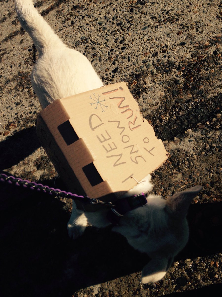 #marchforscience Fairbanks. Even puppies care about science!