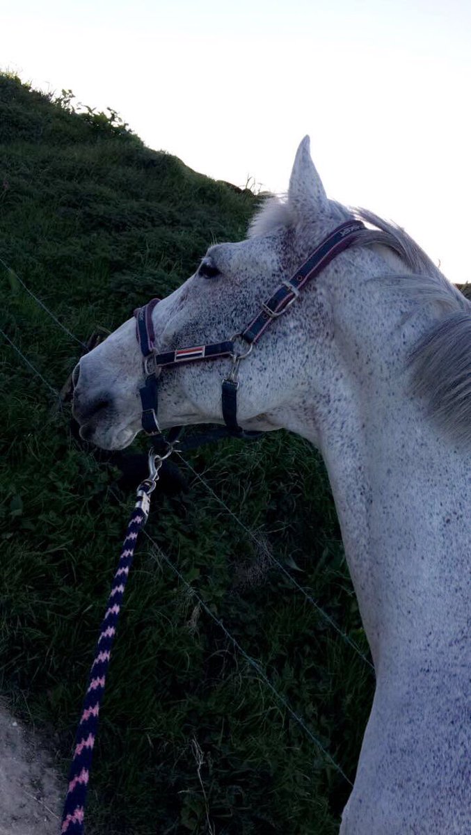 Elizabethkopp01's tweet image. #irishsportshorse #fleabittengrey #hunter
