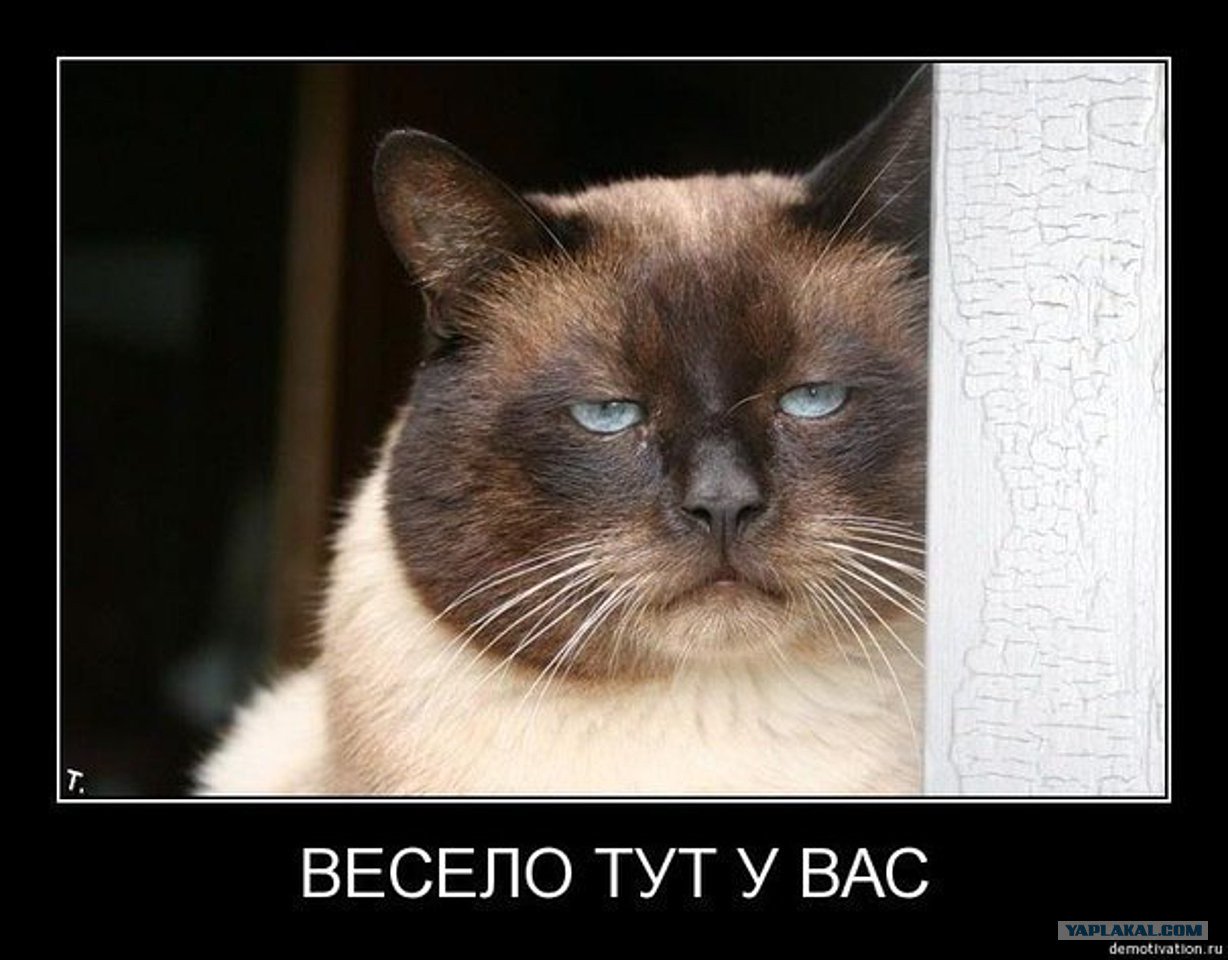 Весело тут у вас