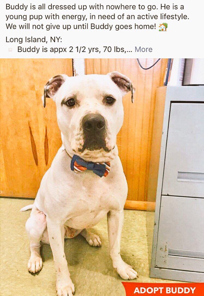 TheRealToriNYC's tweet image. #ADOPTBUDDY #NY
