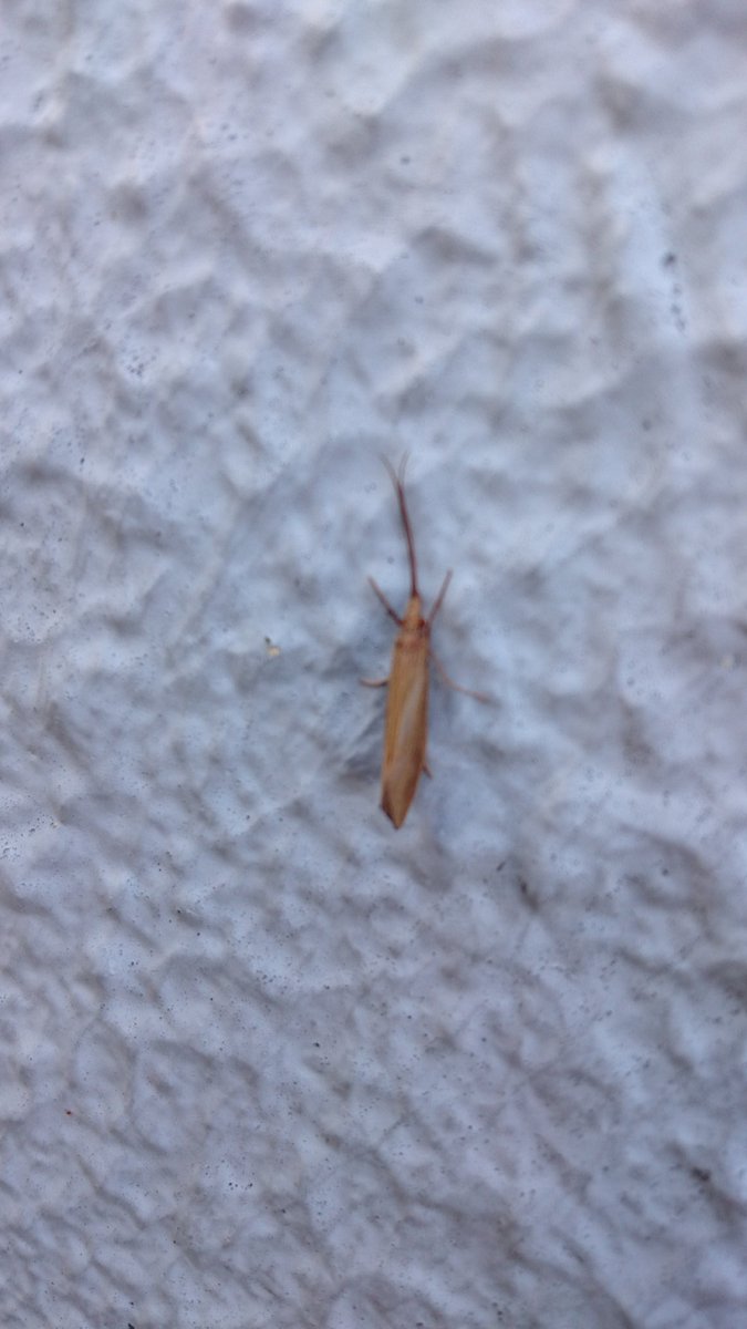 虫の名前教えてください 虫の名前教えてください