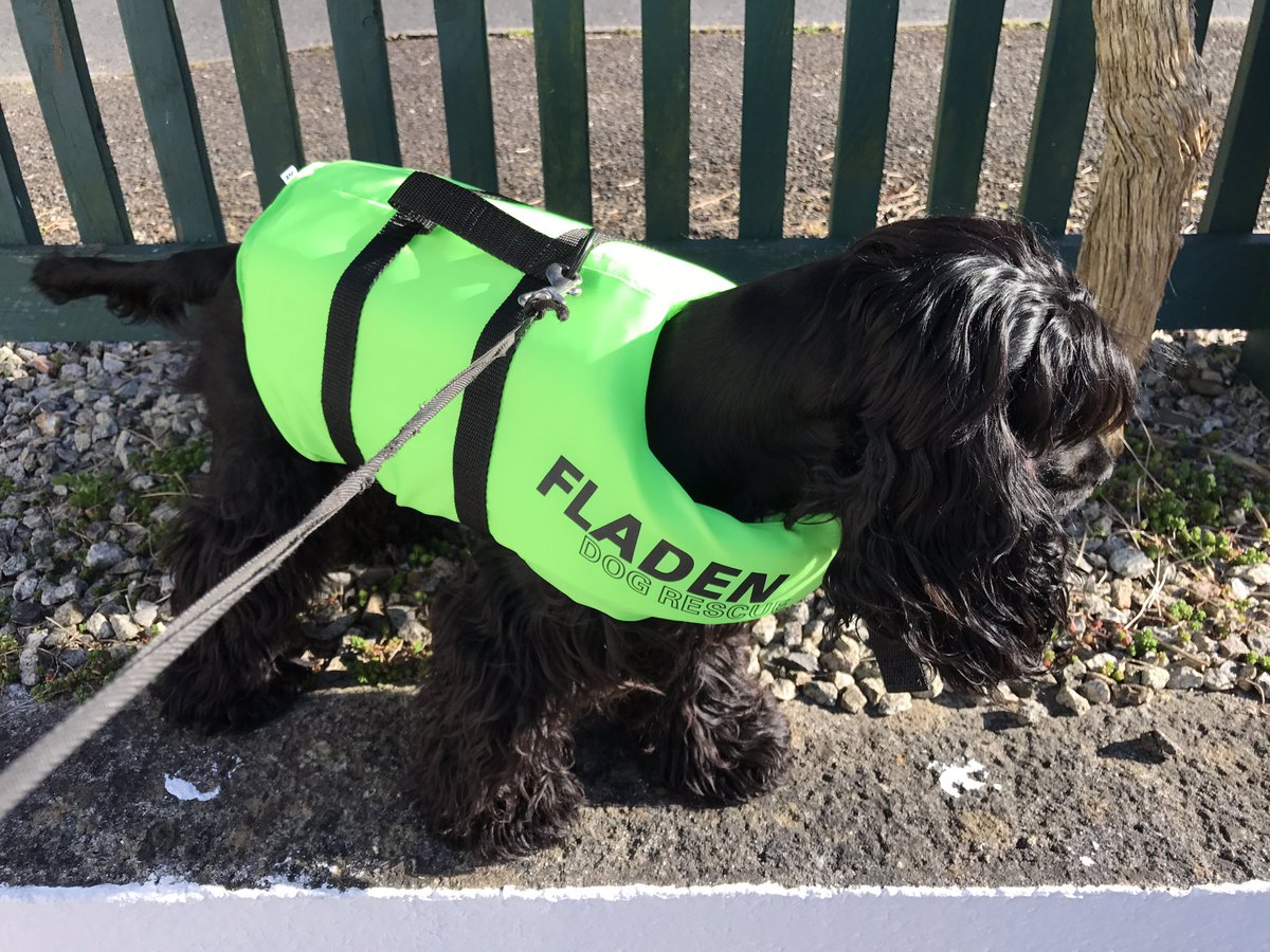 Halcyon894's tweet photo. My new crew has her life jacket sorted @FladenFishing 
#ninjaturtle
#seadog 
#seasafety
#halcyon 
#eatmorefish
#cockerspaniel https://t.co/BEnU36CTVa