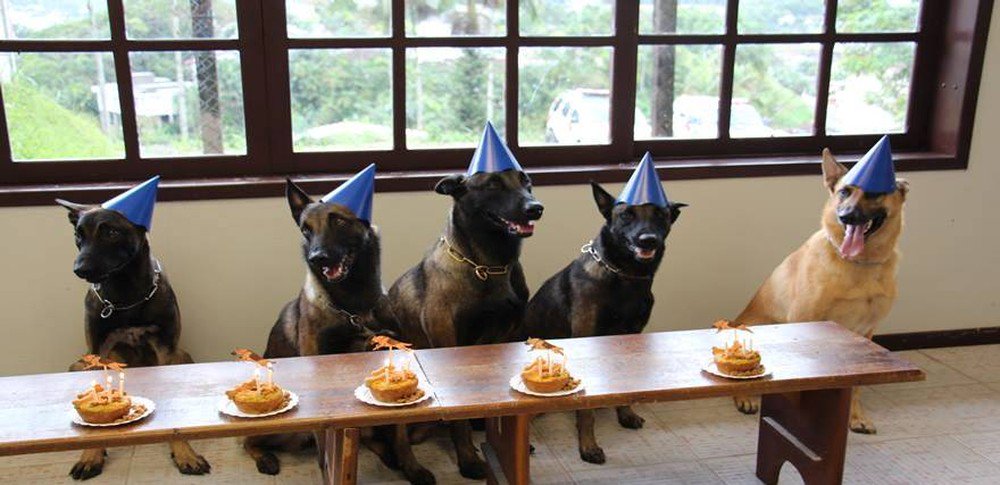 GomesAecio's tweet photo. Cães da PM ganham festa de aniversário com direito a bolo em SC https://t.co/hj6mQwzMSf #G1 by #g1 via @c0nvey https://t.co/7EzvLu7z6w