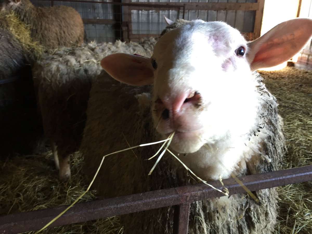 No kisses till you swallow that hay!
