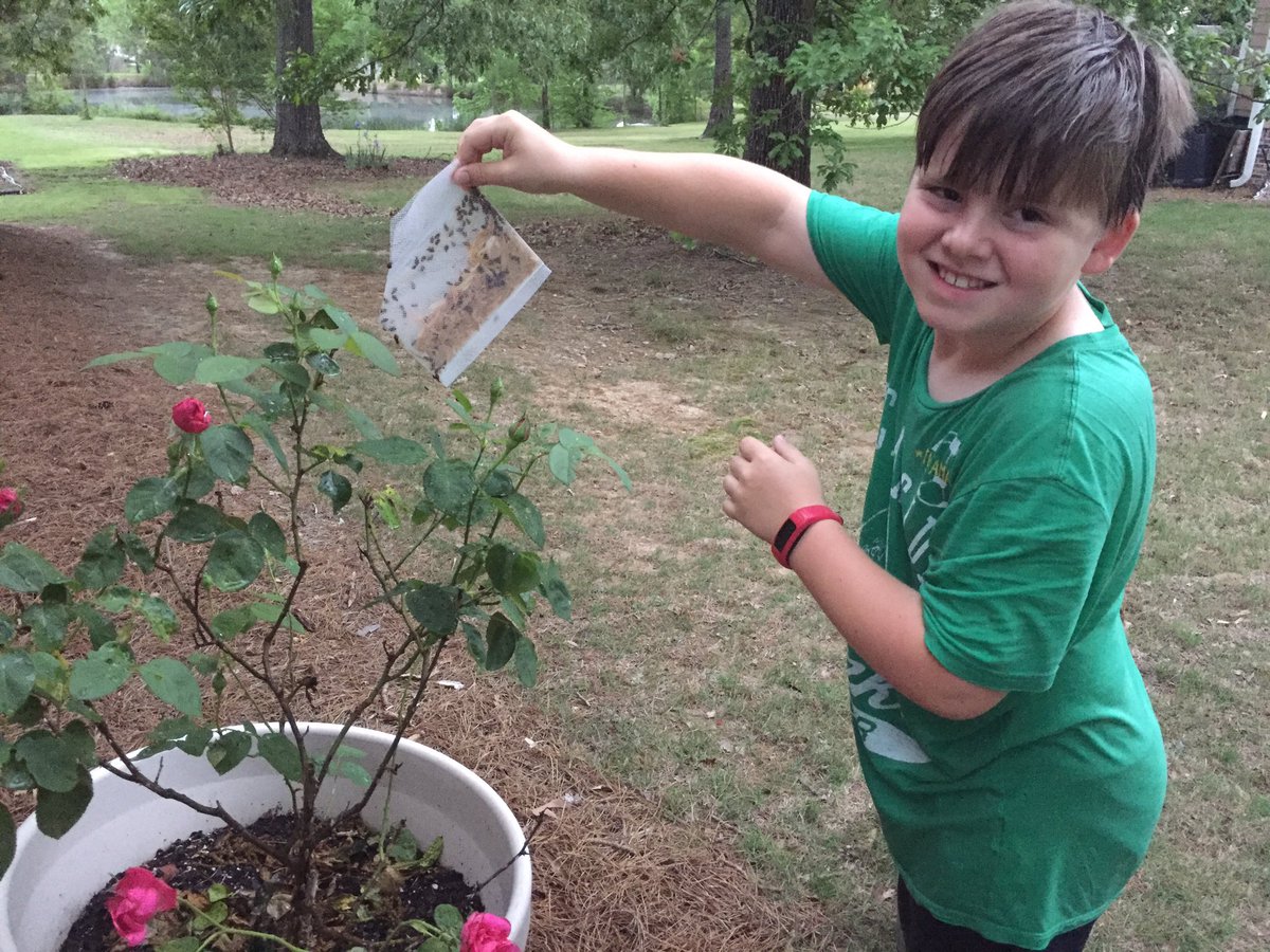 Putting out the free ladybugs from @PikeNurseries ! #gardenmagic #ladybugsareourfriends